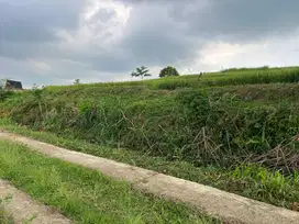 Tanah Subur 1000m²  300 Juta Karangpandan