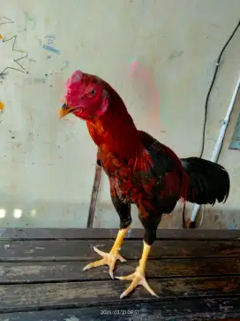 Ayam bangkok Muda berbakat..Ukuran 4.5