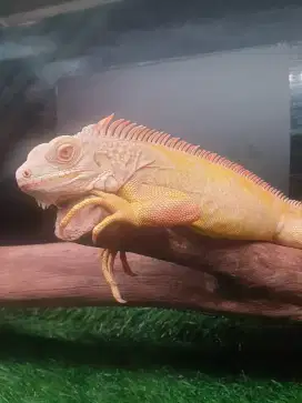Red albino jantan