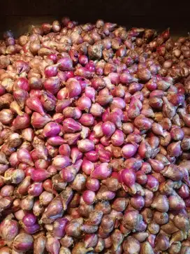 Sayur sayuran fresh