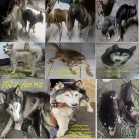 Dijual Siberian Husky