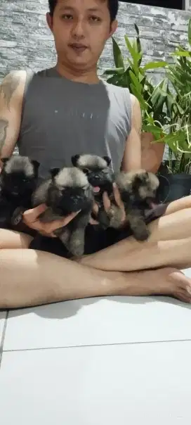 Jual minipom murah