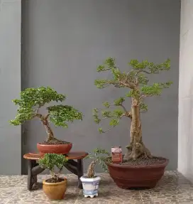 Bonsai hias ada 4 pot