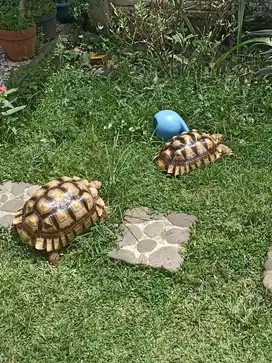 Kura2 sulcata besar
