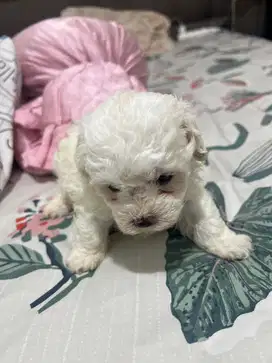 Maltipo (maltese x poodle)