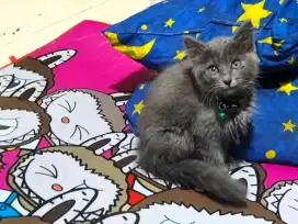 Kucing Persia kitten abu solid