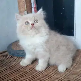 Kitten Persia Medium Red Tabby
