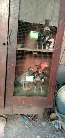 Jual ayam Bangkok pacekan