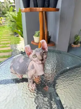 Kucing Sphynx Dwelf