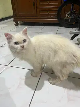 Kucing himalaya dewasa