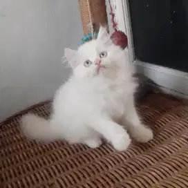 Kitten Persia Medium White Solid