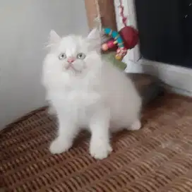 Kucing Persia Medium White Solid