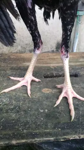 Ayam bangkok pakhoy