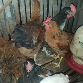 Dijual ayam kampung belah 4