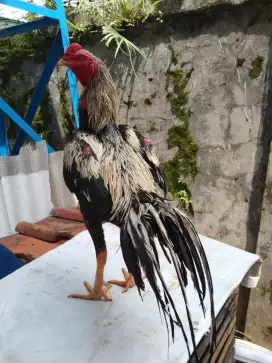 Ayam cod dan ambil ke lokasi