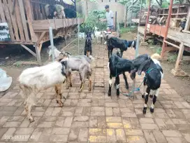 Jual hewan qurban ekonomis TB 66-67 cm BB 24-25 kg