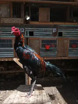 Ayam pakoy x Bangkok