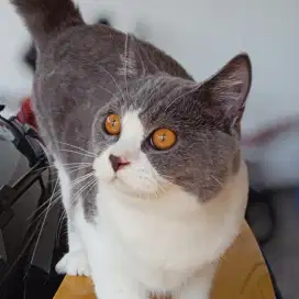British Shorthair Dewasa Jantan