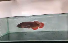 Arwana super red 21cm
