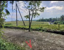 Jual kebun pinggir jln beton 5tr kerambitan