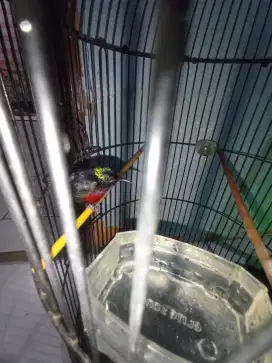 Burung ko nin da mer  masteran kacer