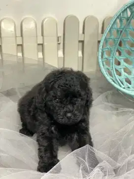 Puppies Mini Poodle