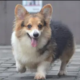 Jual corgi pejantan umur 2 tahun