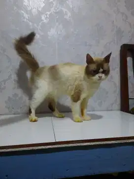 Himalaya Ragdol (Jantan)