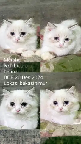 Kitten ragdoll nonped