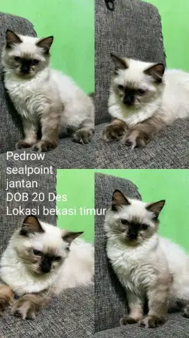 Kitten ragdoll nonped