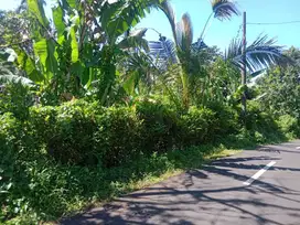 Jual tanah 18 are harga 33jt/ are desa dalang seltim