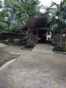 Kambing ternak sendiri