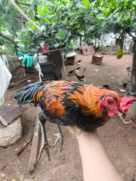 AYAM PELUNG CAMPURAN KEKNYA, DIRUMAH, HARGA BUKA SESUAI IKLAN