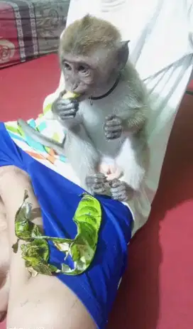 hewan lucu  manja