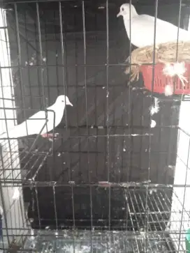 Burung puter albino putih mata merah