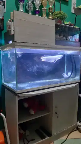 Aquarium + arwana silver brazil