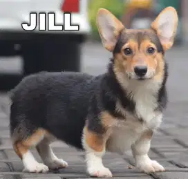PUPPY CORGIE BETINA 1