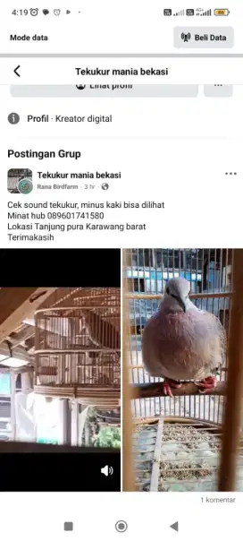 Tekukur kuk 4 sandung 5