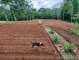 Jual Cepat Tanah Siap Pakai Cocok Untuk Perkebunan atau Peternakan