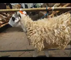 Domba qurban berkualitas legalitas dokter hewan bergaransi