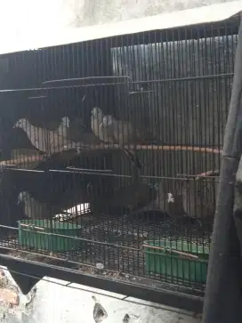 Perkutut lokal alam pikat