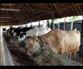 Bismillah jual sapi qurban berkualitas sertifikasi dokter hewan layak