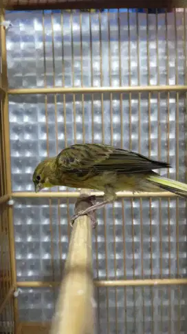 Burung kenari AFsf*afgb paud/anak jantan