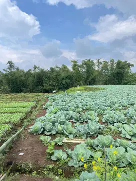 DIJUAL CEPAT TANAH / LAHAN KOSONG DI DESA PADASUKA PASIR WANGI GARUT