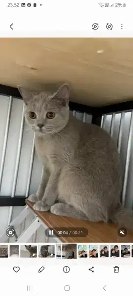 Bsh lilac betina 10 bulan