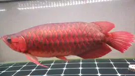 Arwana Super Red 50cm