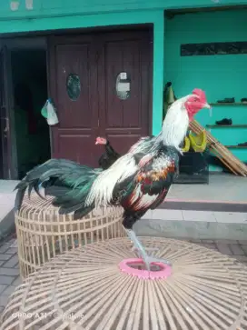 Ayam Bangkok Super
