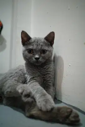 Bsh munchkin ns