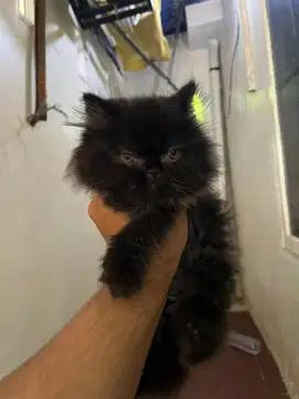 Himalayah x persia