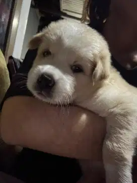golden retriever x husky